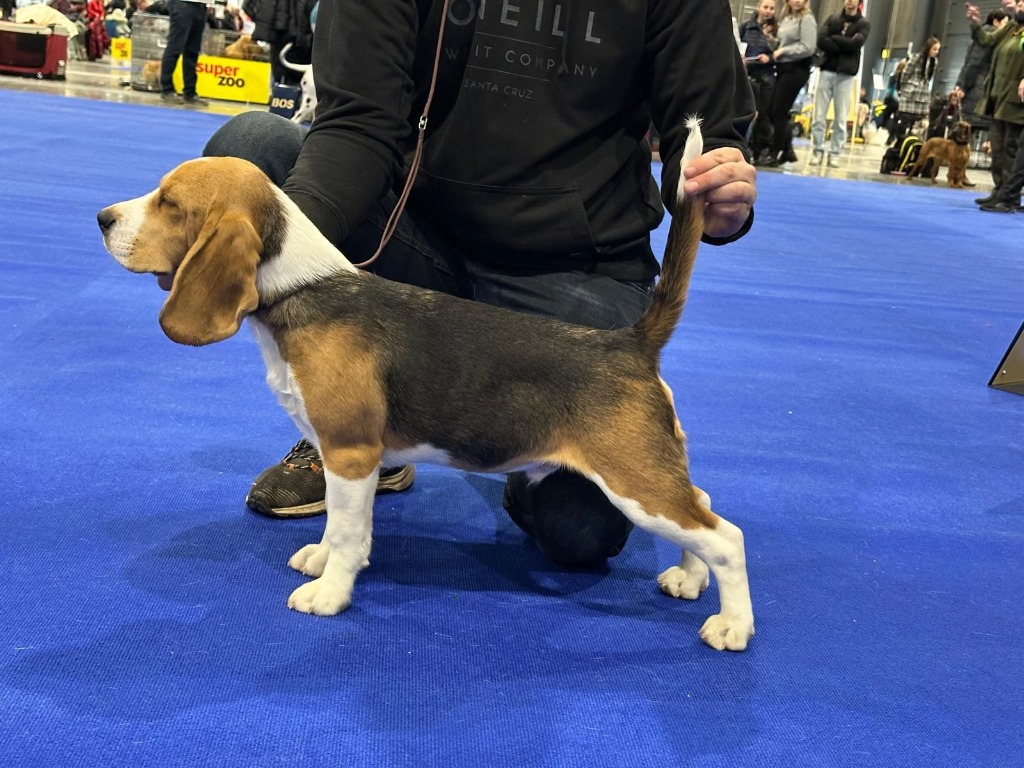 Jeffrey Show Standing